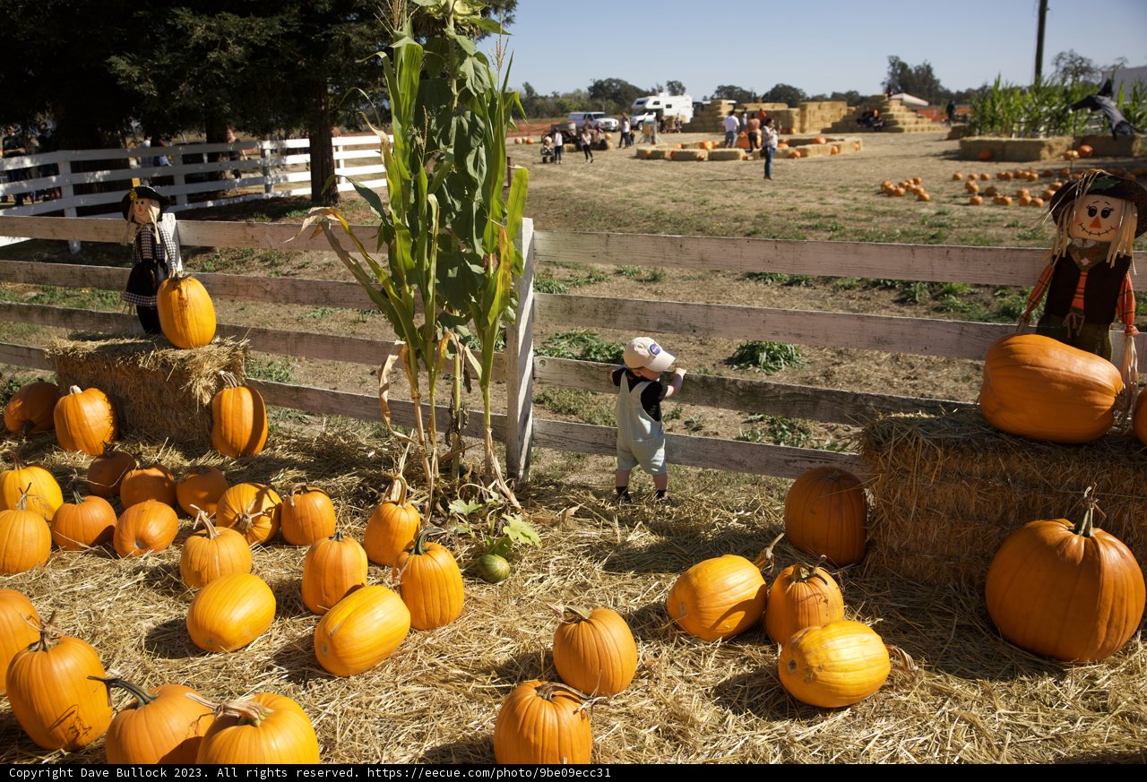Harvest Delight: Pumpkin Patch Adventure 2023