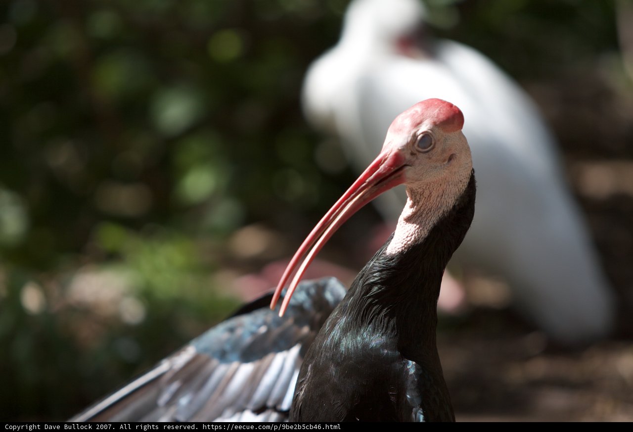 Elegant Stork with a Unique Beak