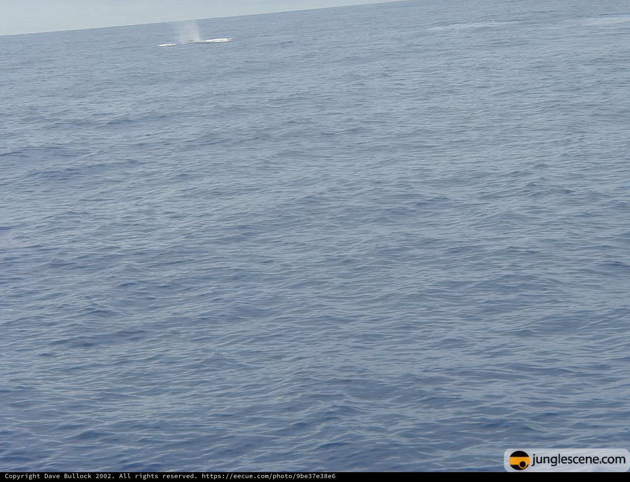 Majestic Humpback Whale in the Pacific Ocean
