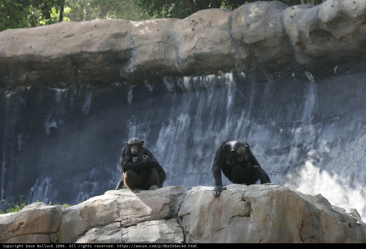 Monkeying Around at the Waterfall