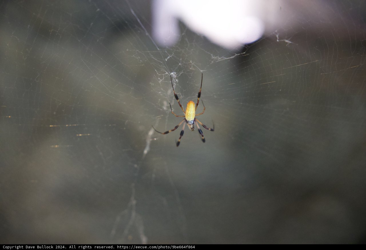Garden Spider Masterpiece