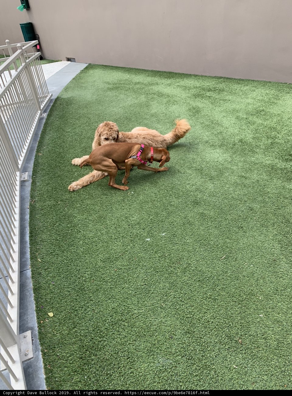 Playful Canines on Artificial Grass
