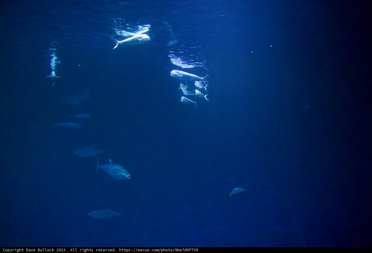 Unveiling the Ocean's Wonderland