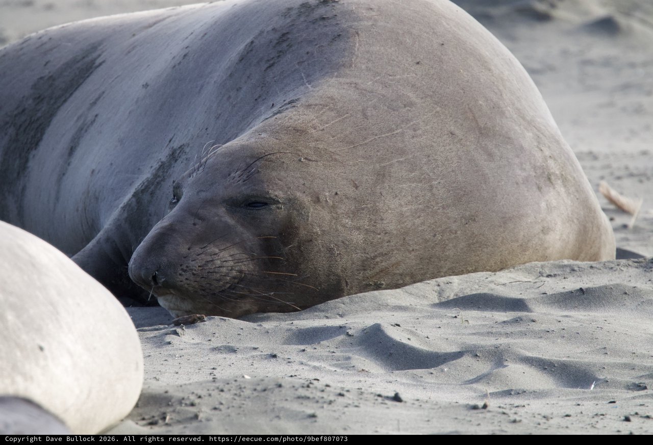 Elephant Seal Resting on Sandy Beach at Drakes Beach