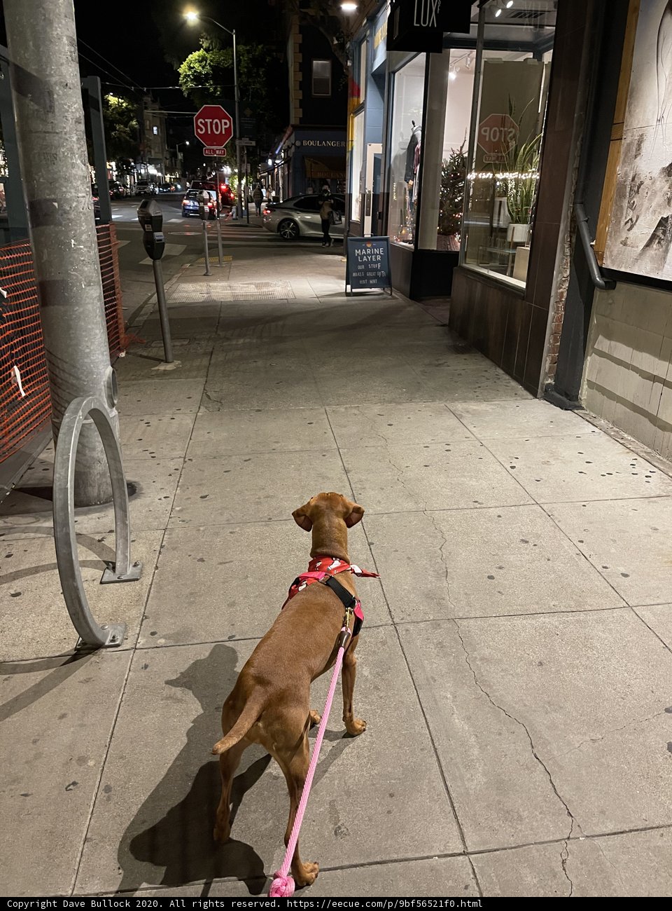 Urban Dog Stroll