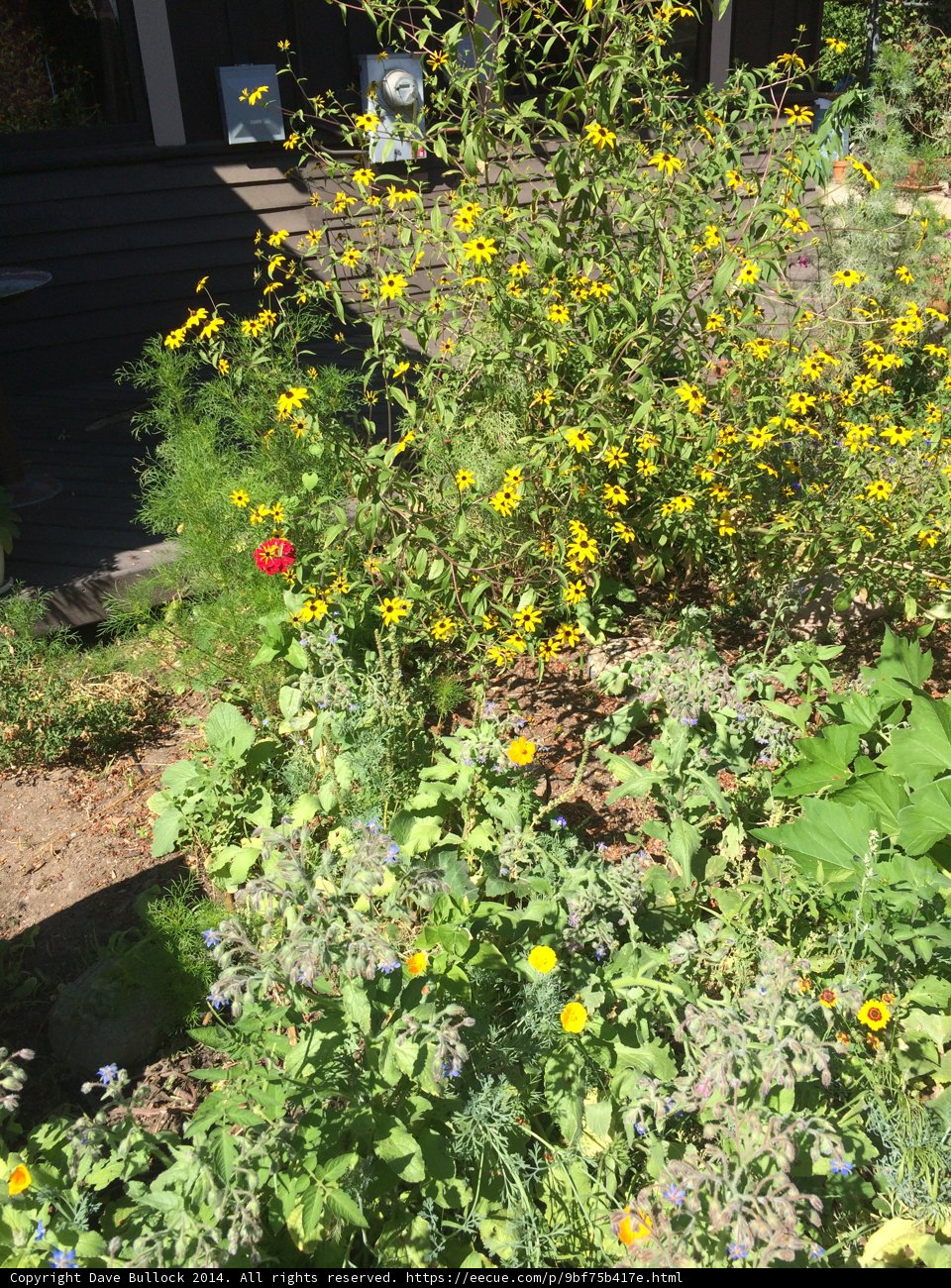 Burst of Color
