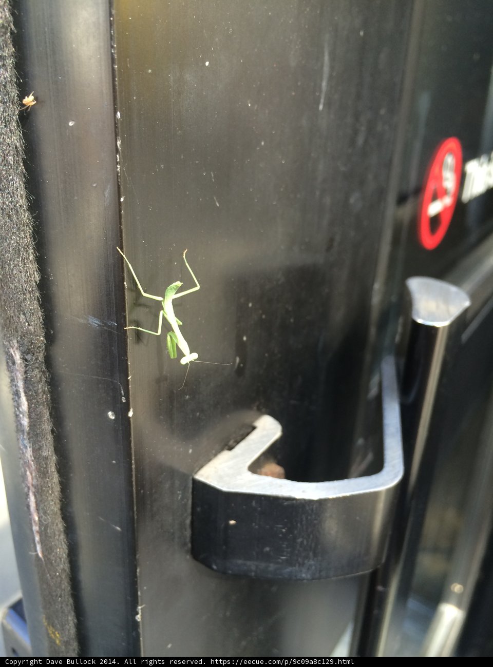 Praying Mantis on ArtCenter Door