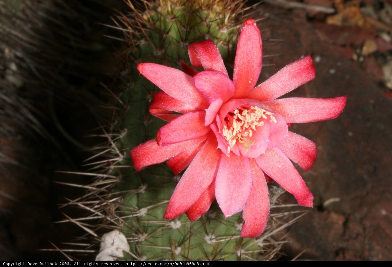 Cactus in Bloom