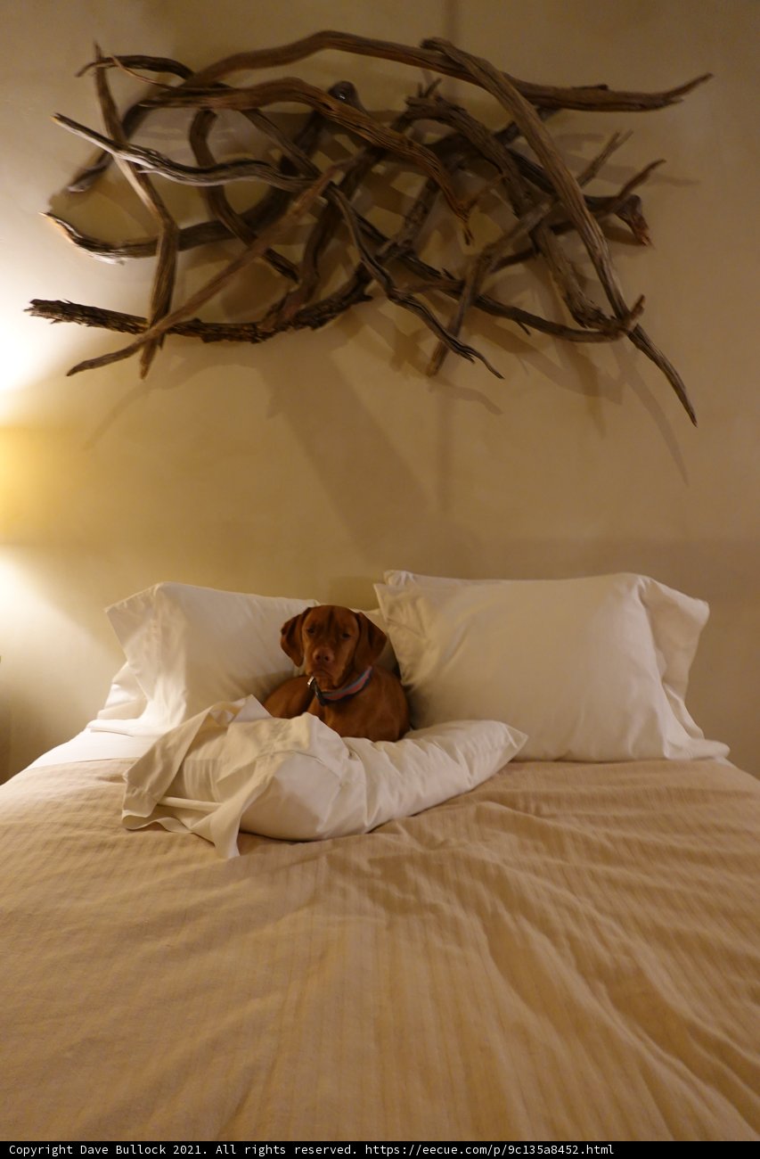 Cozy Retreat: A Canine's Sanctuary