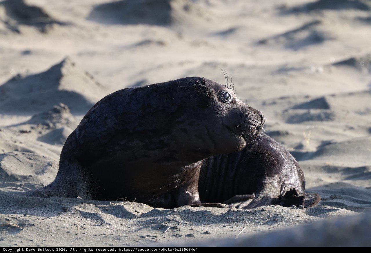 Young Elephant Seal Pup Resting on Sandy Beach