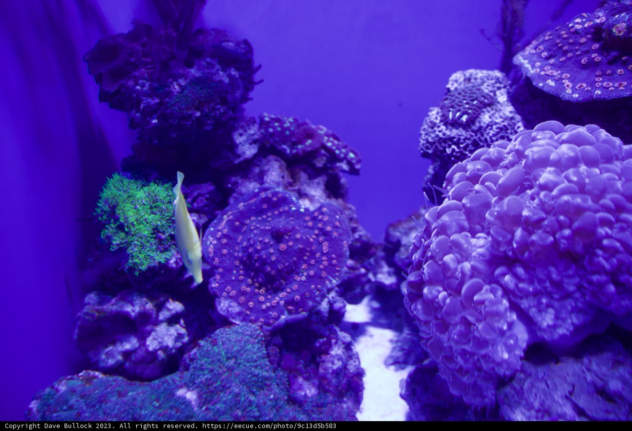 Vibrant Underwater World: The Purple Aquarium