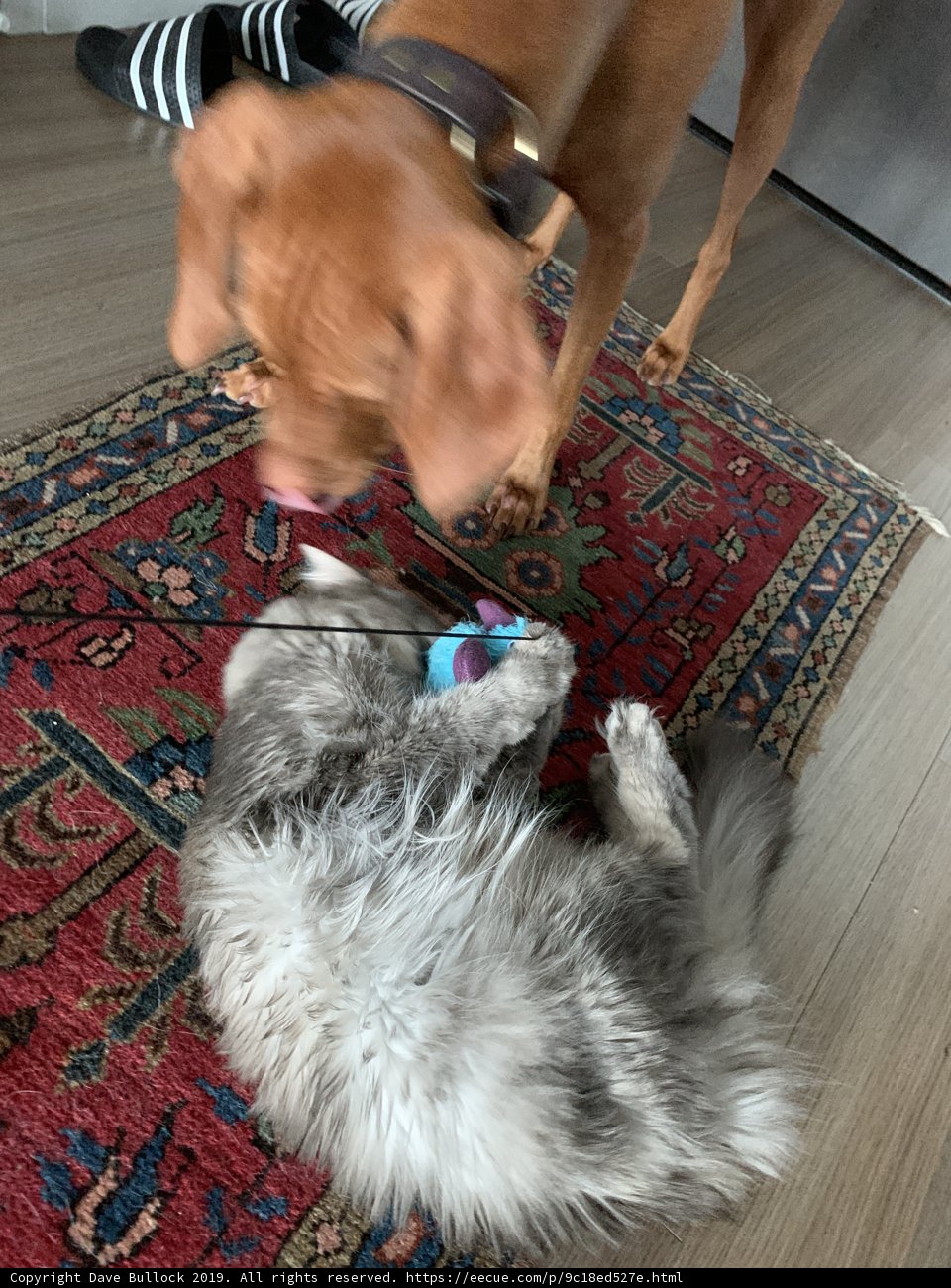 Playful Pets on Hardwood Flooring