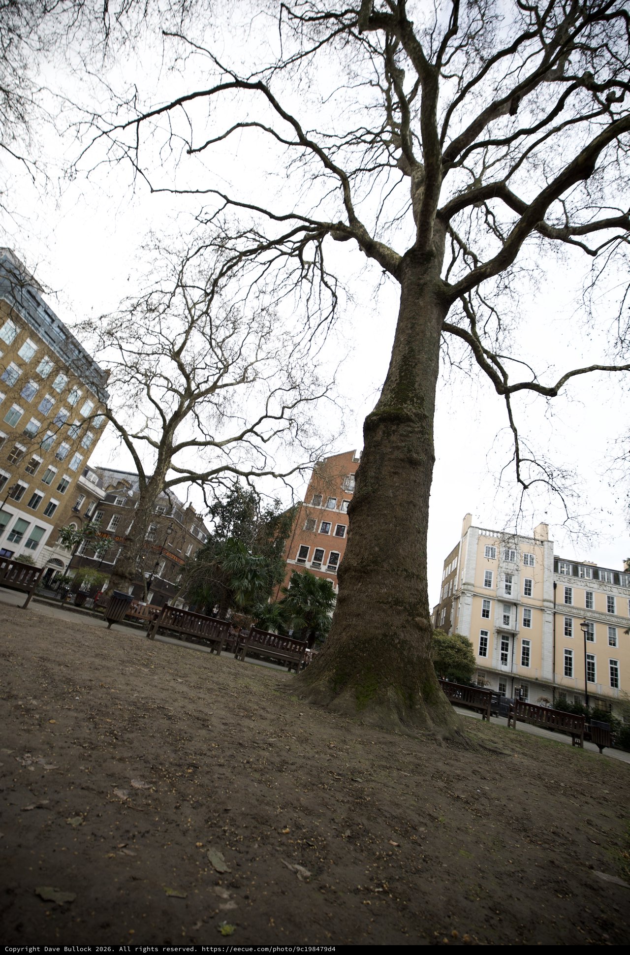 Bare Winter Trees in London Urban Square