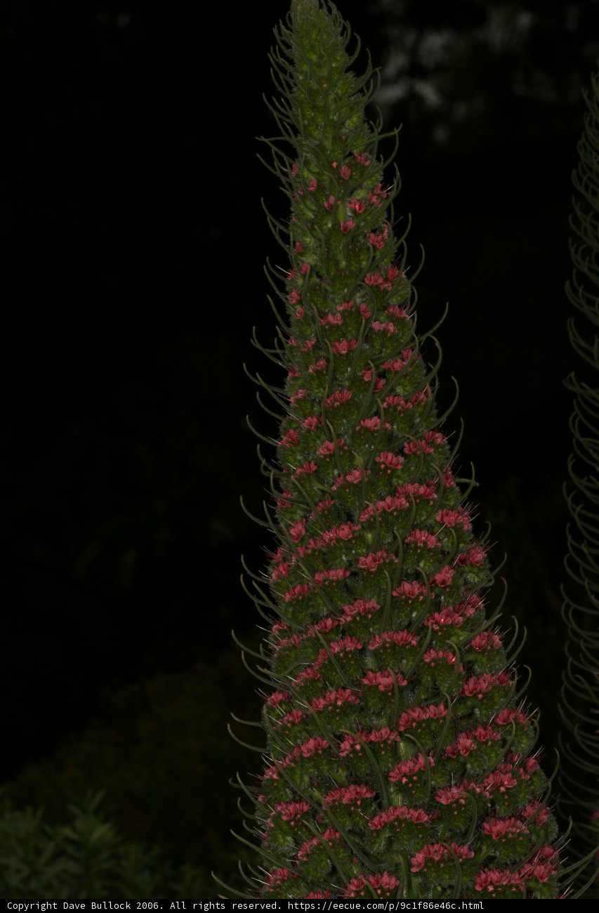 Pink Conifer in the Shadows