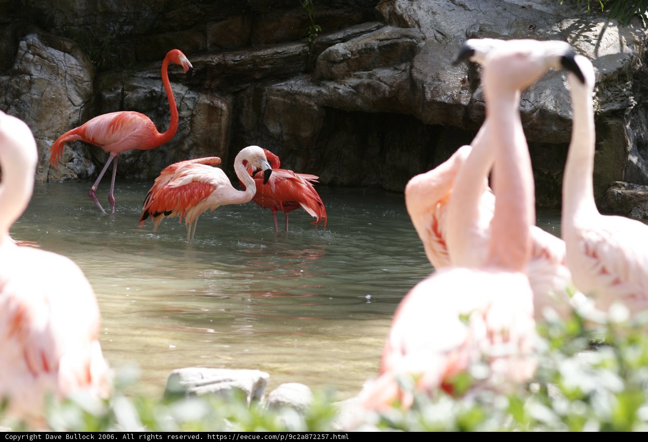 Flock of Flamingos