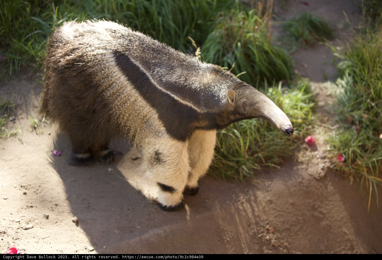 Giant Anteater Adventure at SF Zoo
