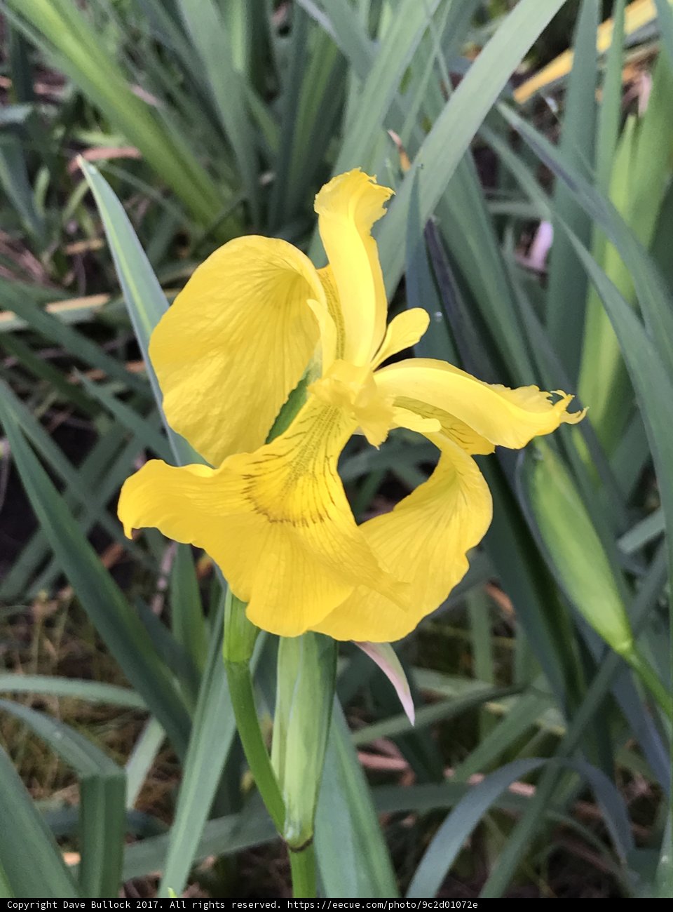 Yellow Iris in a Sea of Green