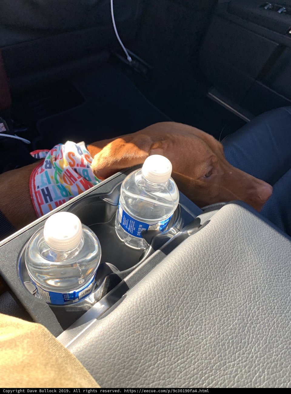 Furry companion on a road trip