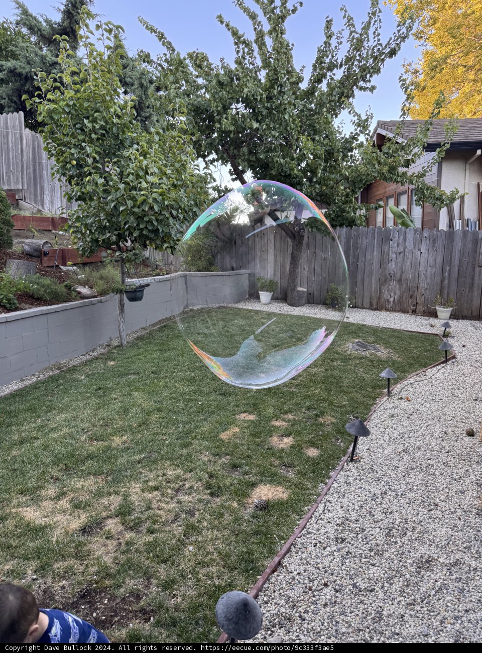 Bubble Dreams in the Backyard