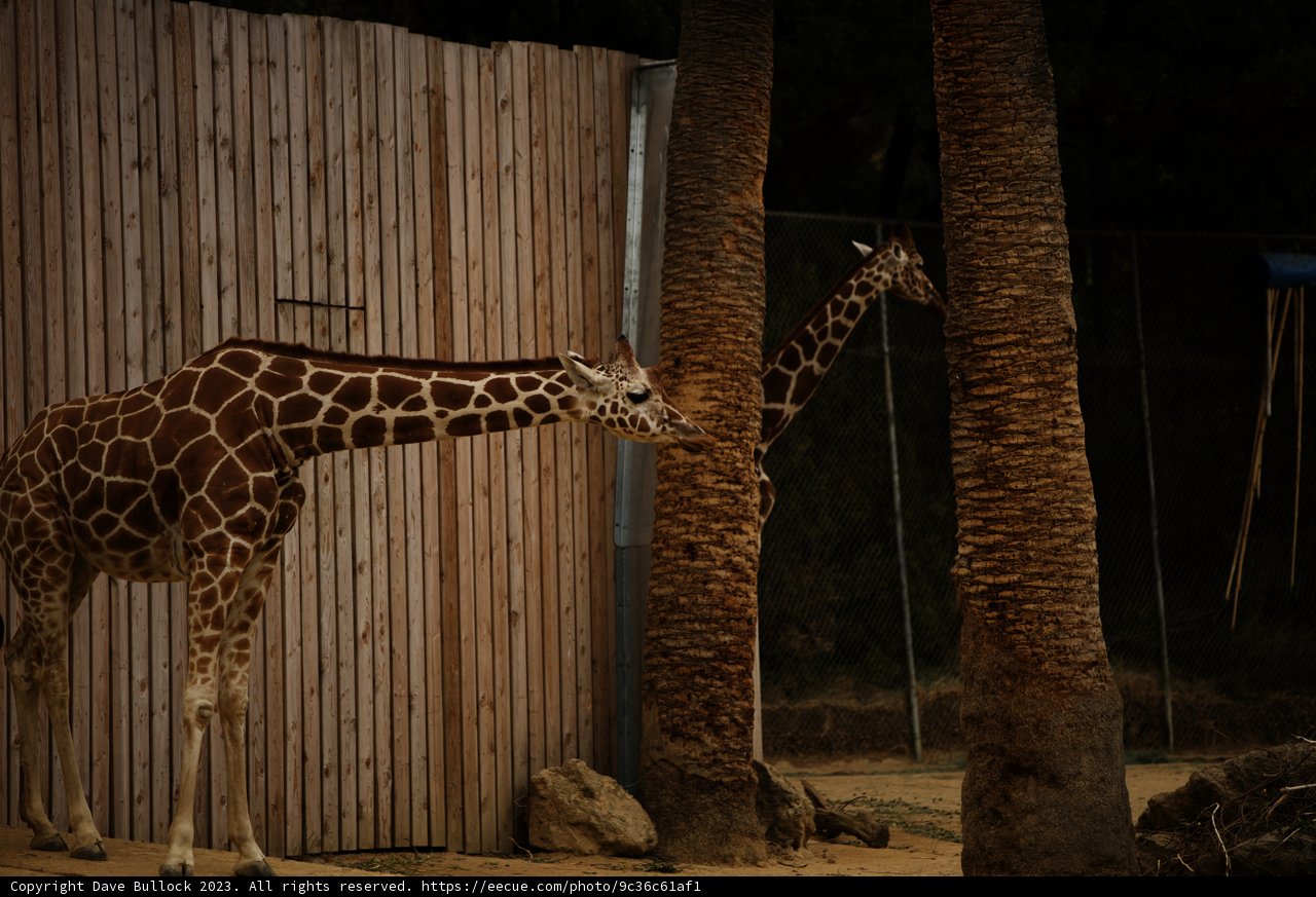 Graceful Giants at Oakland Zoo