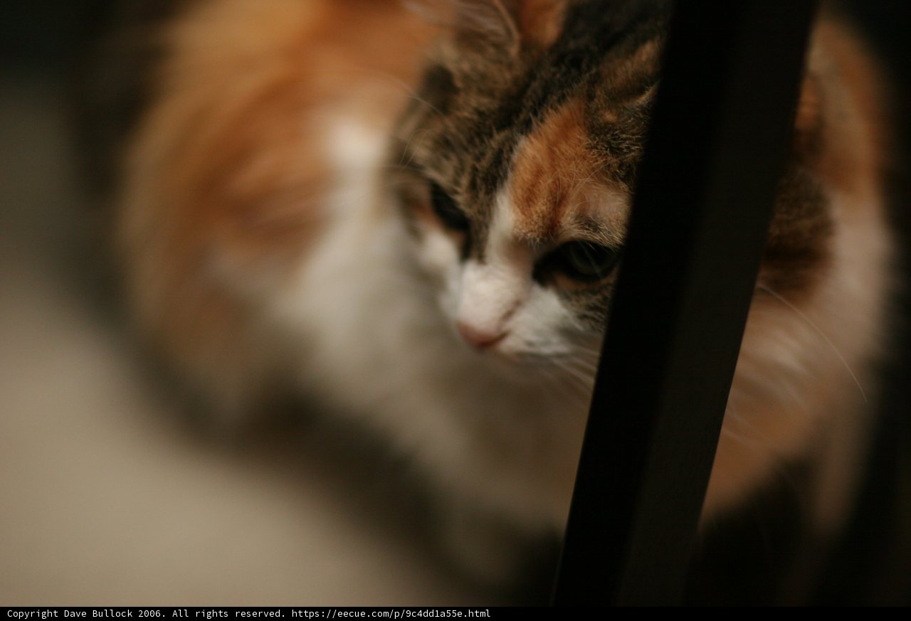 Feline Gaze