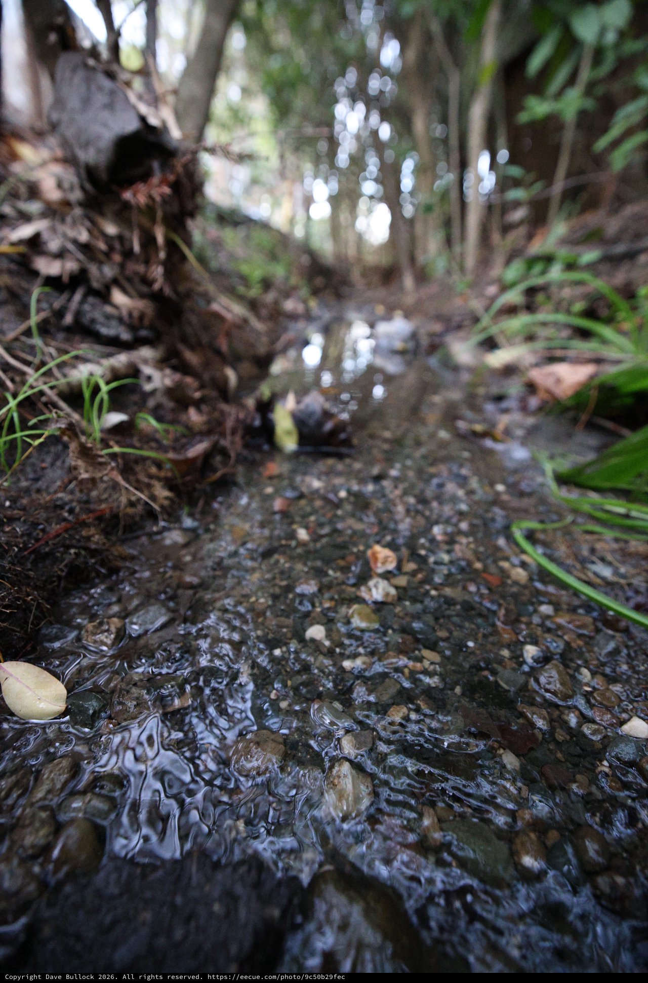 Forest Stream Flowing Through Peaceful Woodland Trail