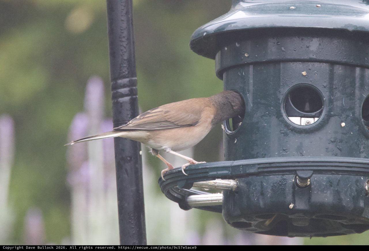 Blackcap Foraging at Garden Bird Feeder