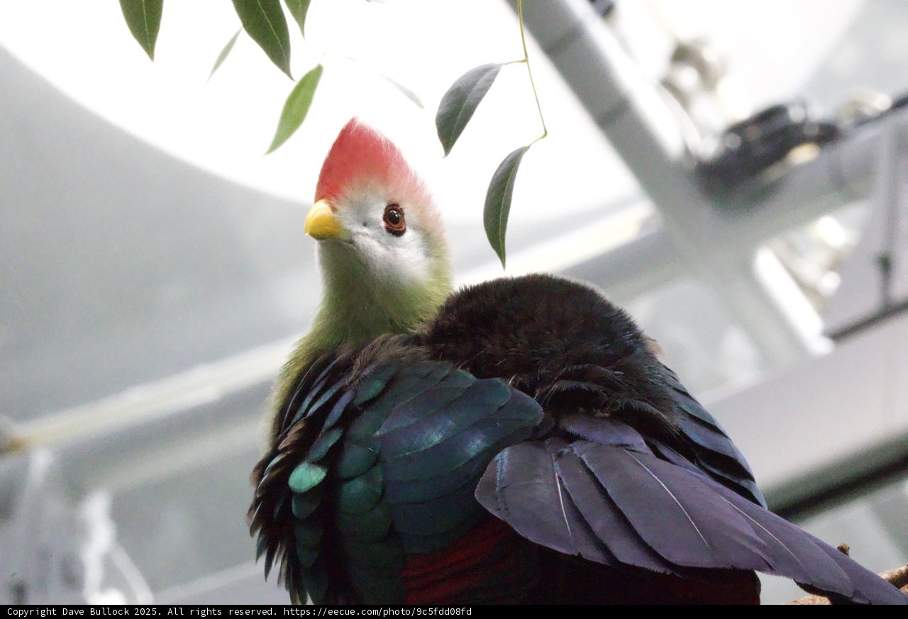 Feathered Elegance