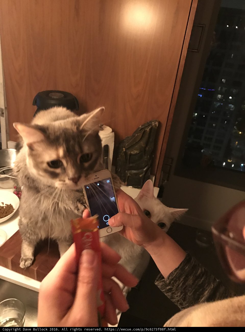 Feline Friend with a Mobile Twist