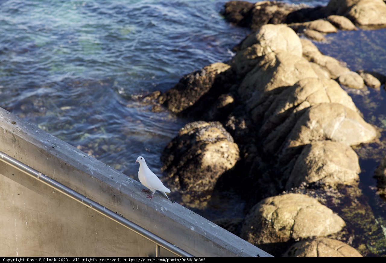 A Serene Moment by the Sea