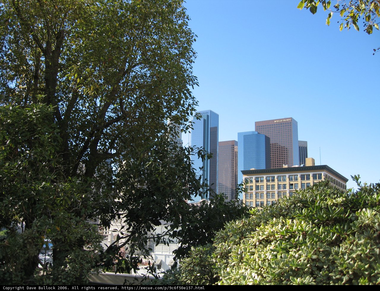 Towering Tree in a Metropolis