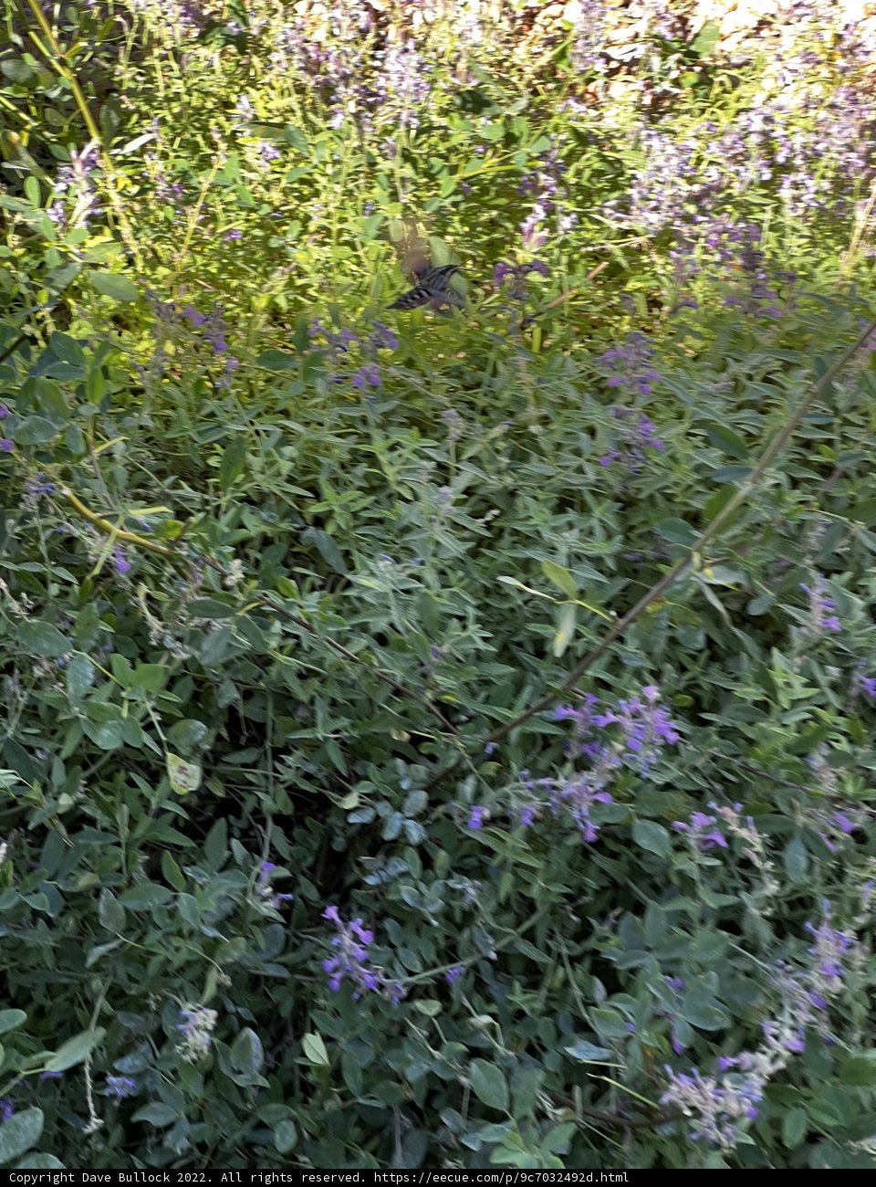 Purple Flowering Bush in Tesuque