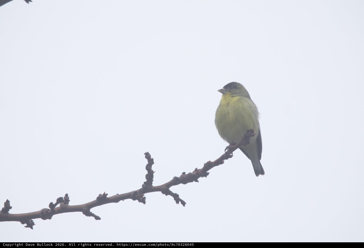 Lesser Goldfinch Perched on Winter Branch