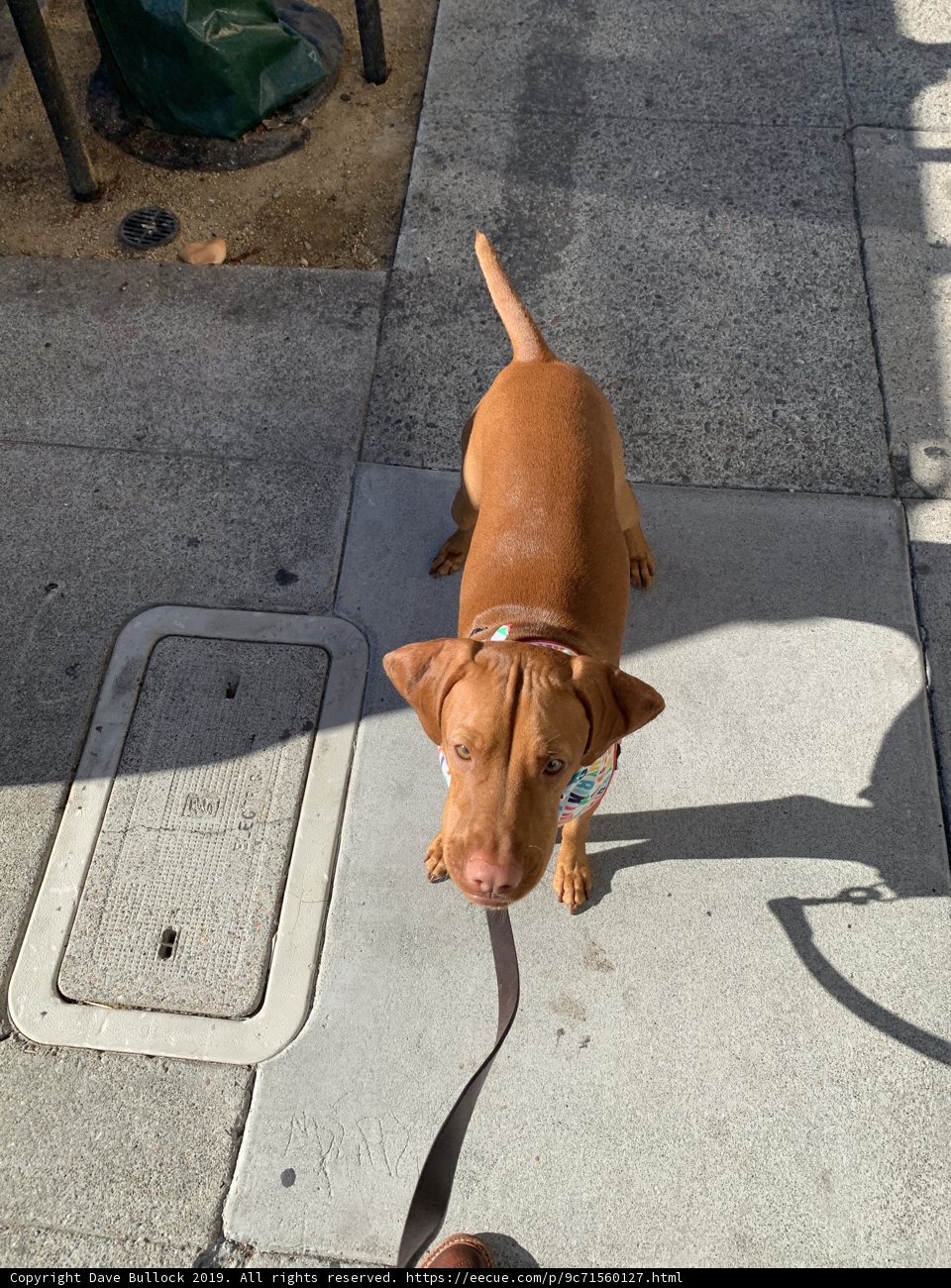 Canine Companion on the City Sidewalk