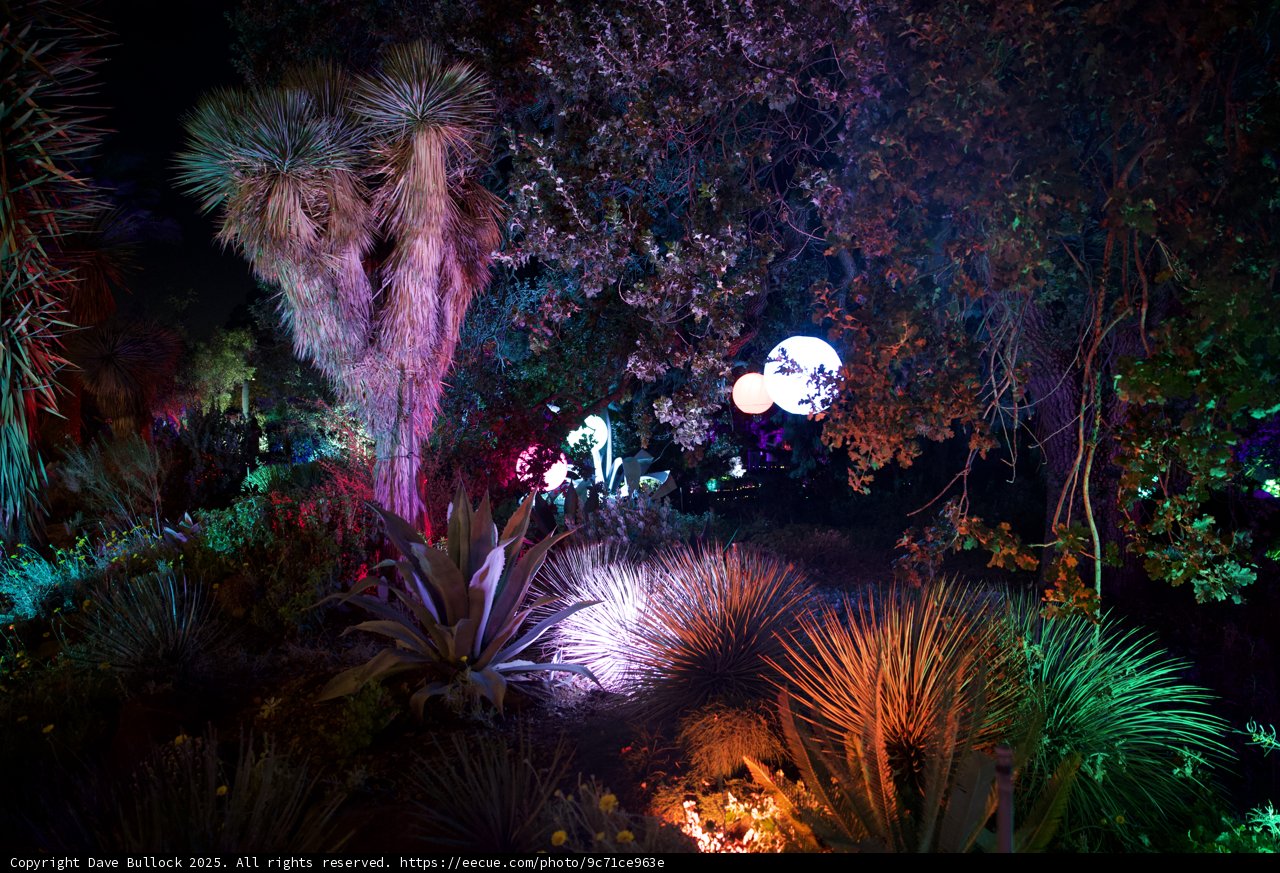 Enchanted Night in the Garden