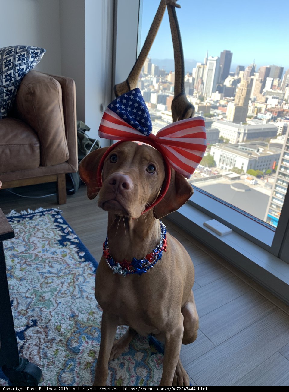 Patriotic Pooch Decorates the Living Room