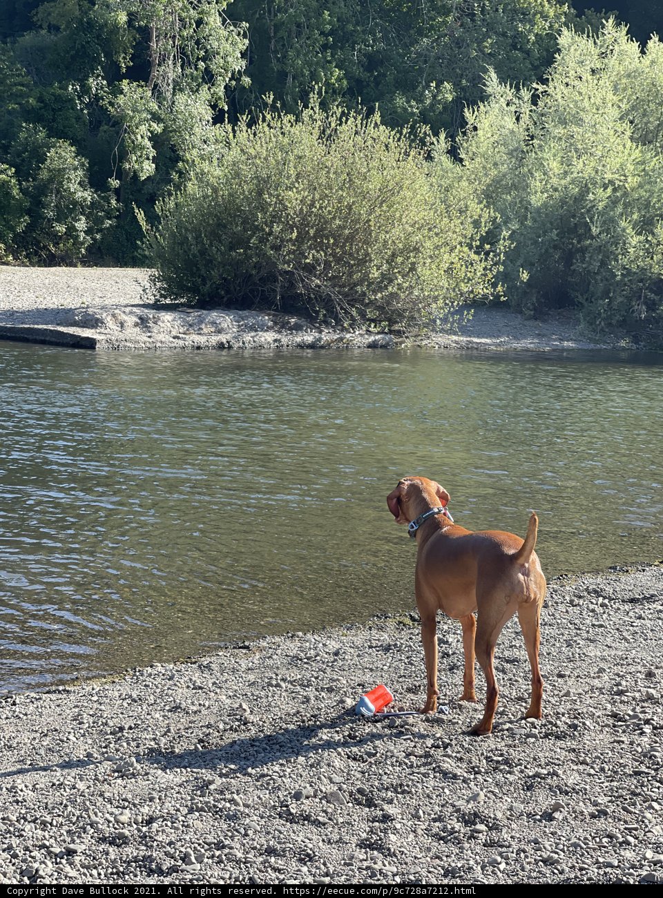 Summer Pals: A Dog and Nature