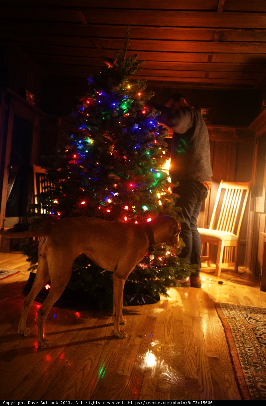 Christmas Portrait with Man and Dog