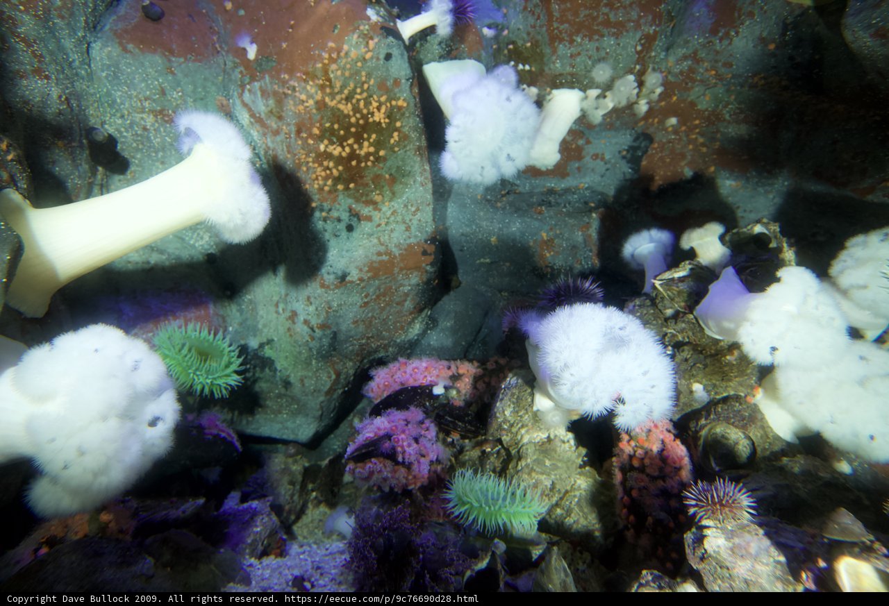 Sea Urchins in their Underwater Habitat