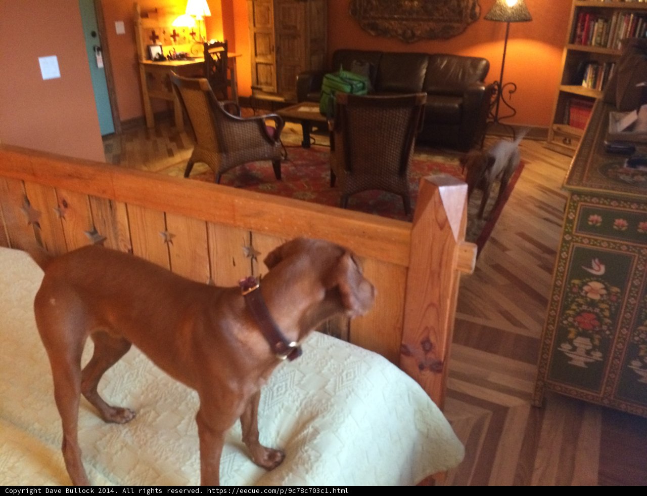 Furry Resident in Winslow's Cozy Living Room