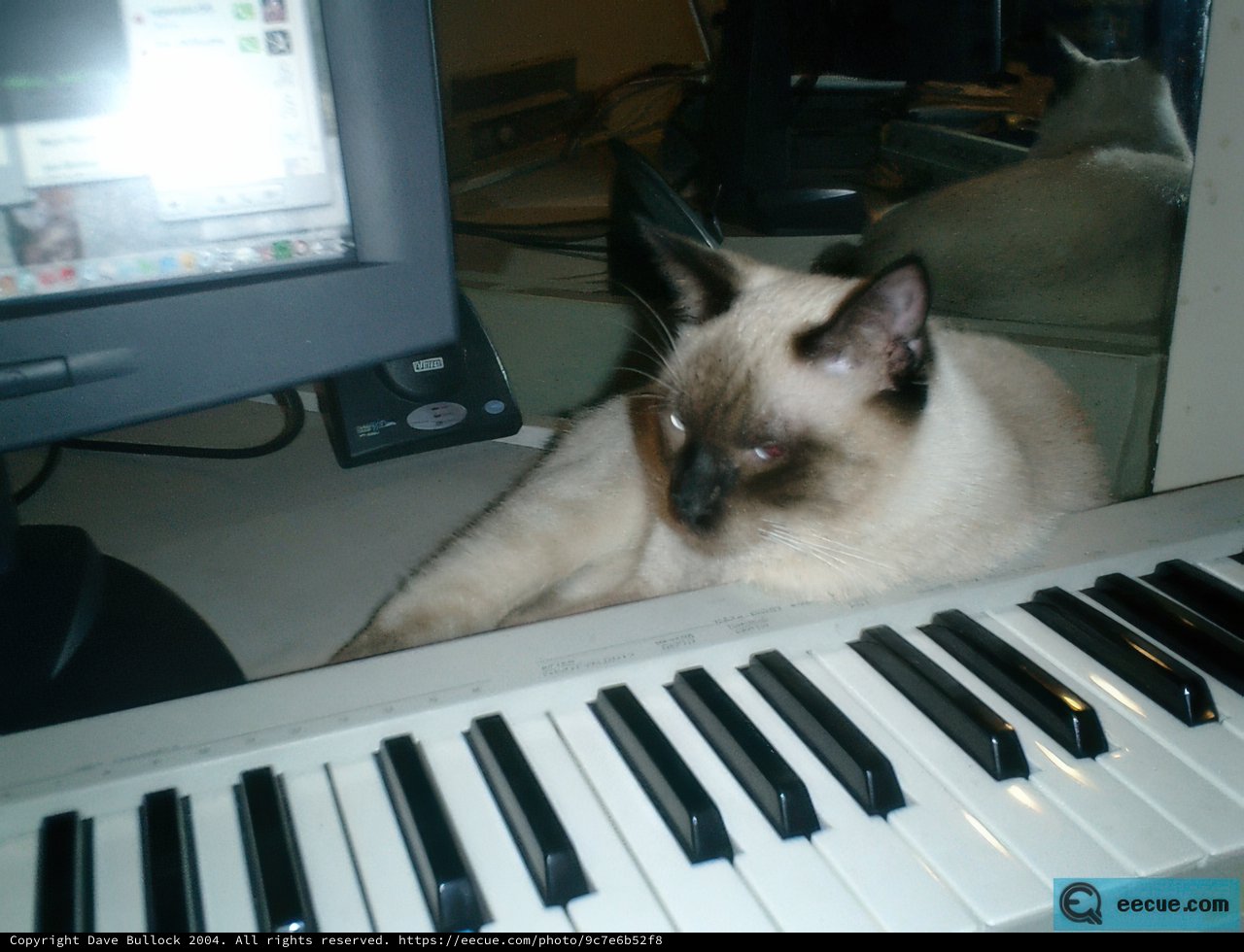 Feline Maestro at Play
