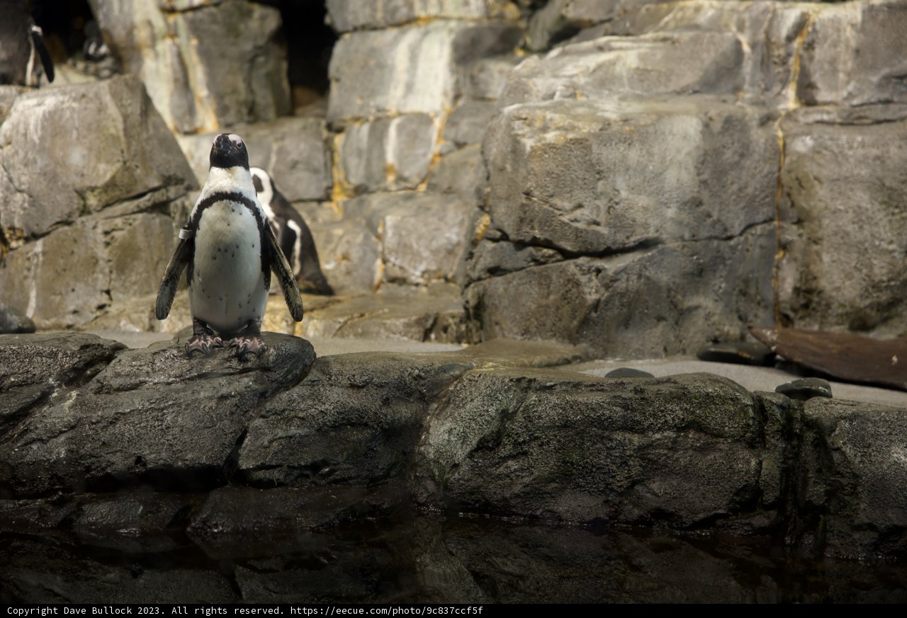 Majesty in Monochrome: King Penguin at Monterey Bay