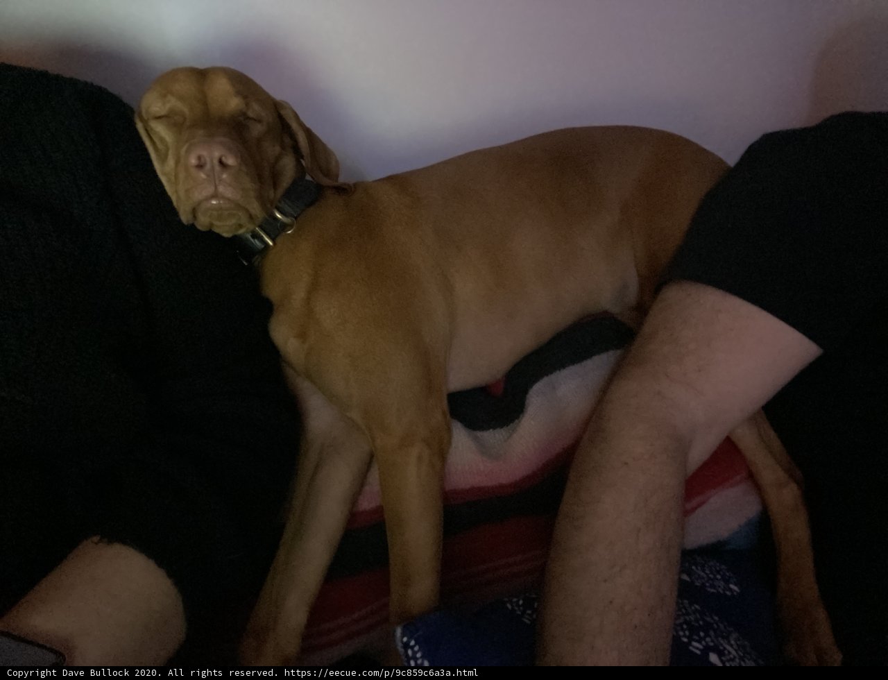 Nap Time Buddies