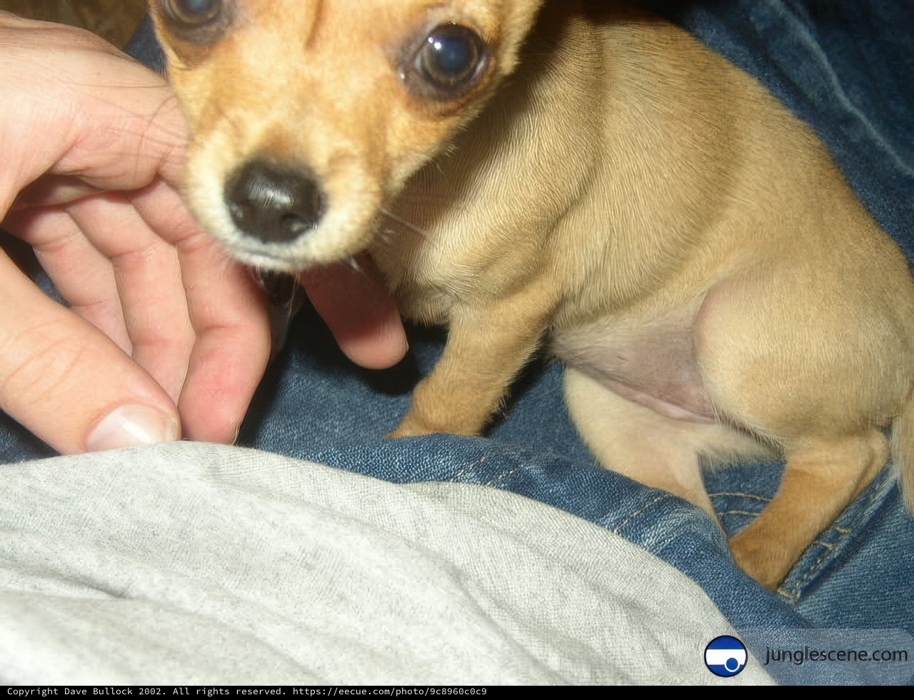Adorable Chihuahua Puppy