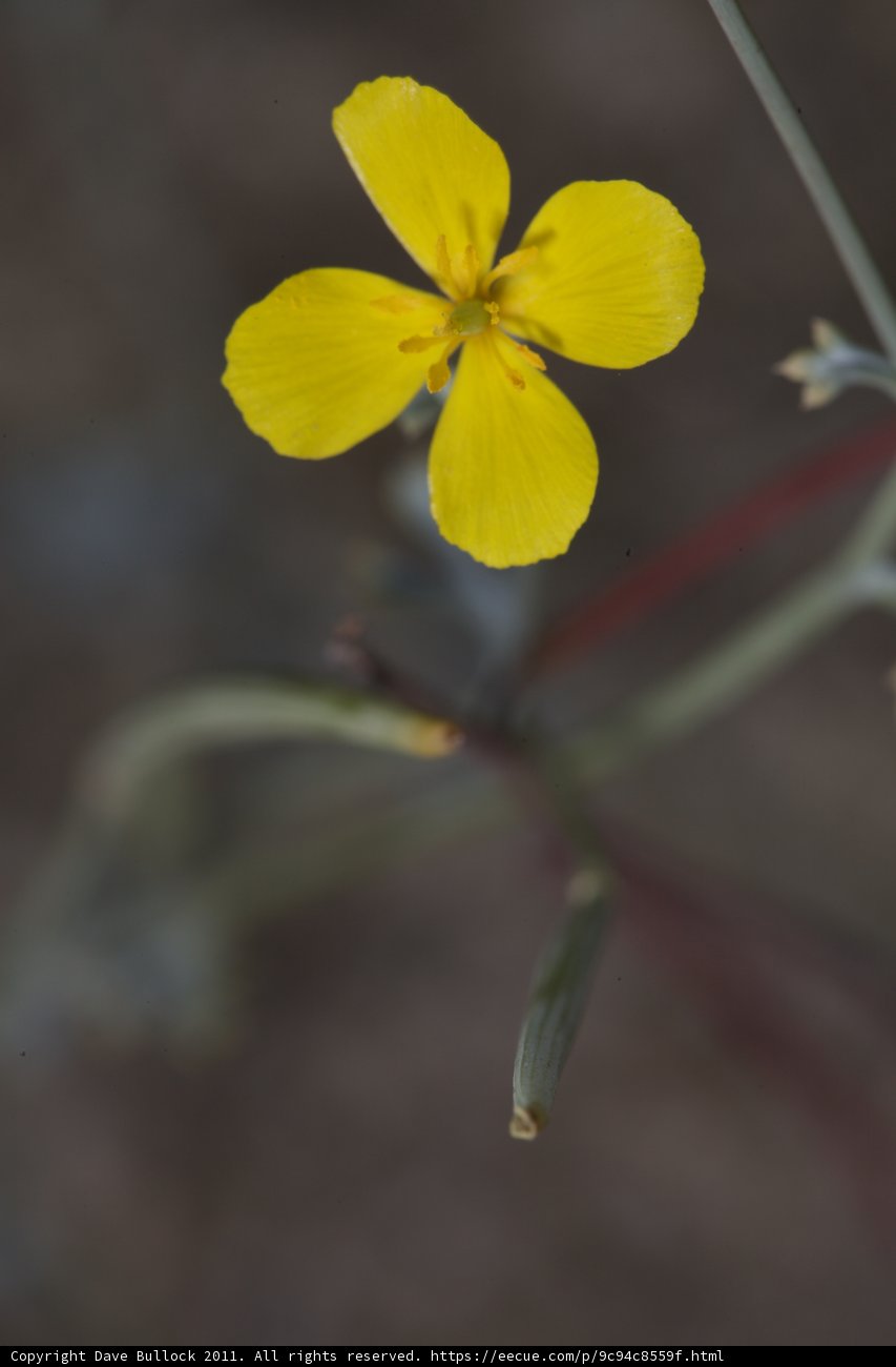 Desert Geranium