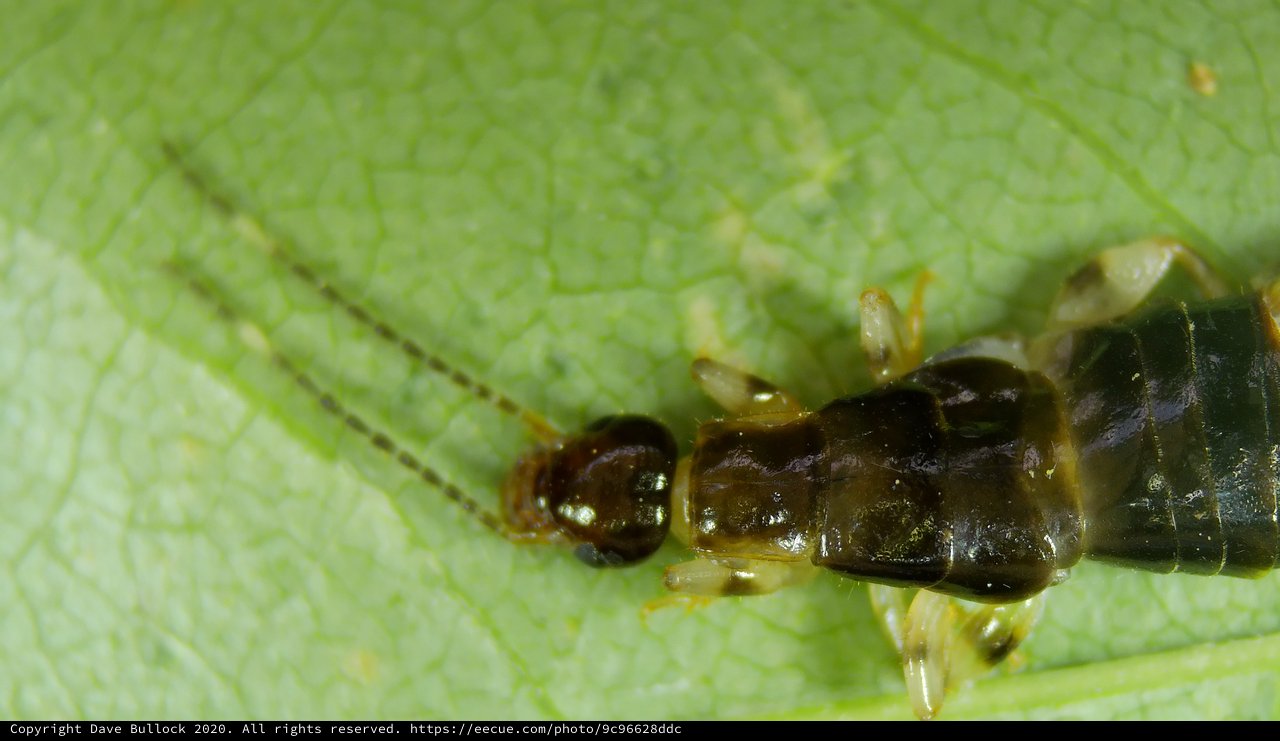 Extreme Close-Up of Dark Insect on Green Leaf