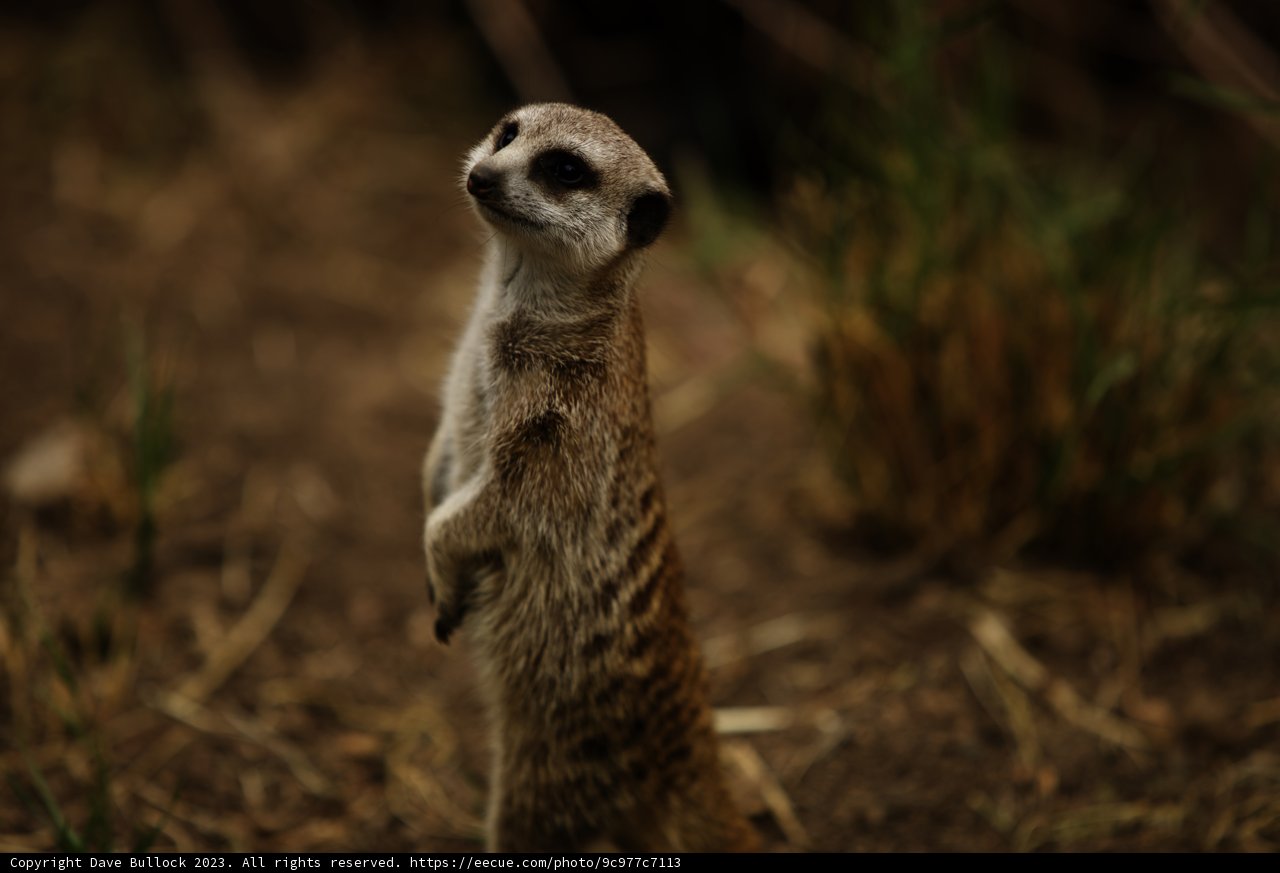 The Meerkat Sentry