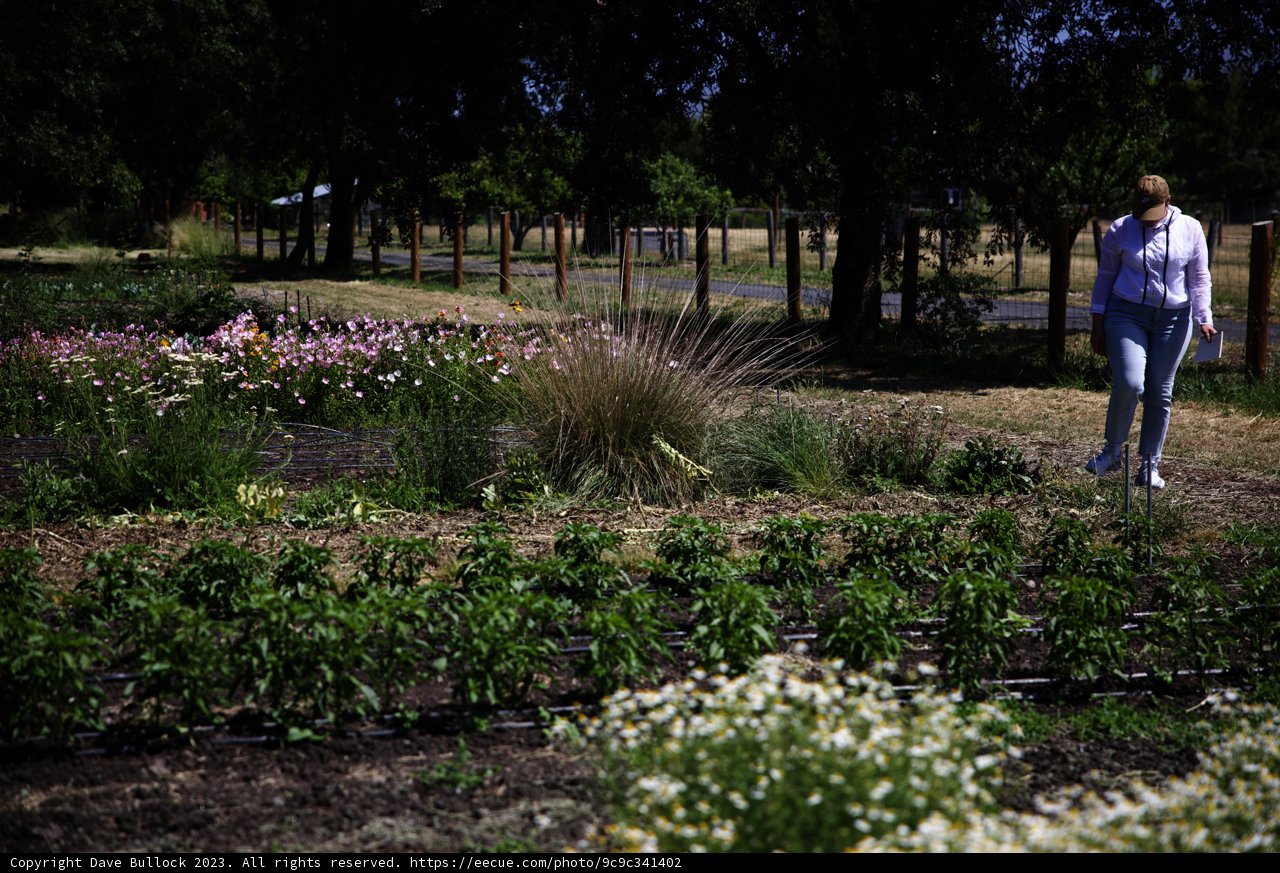 A Stroll Through the Regenerative Garden