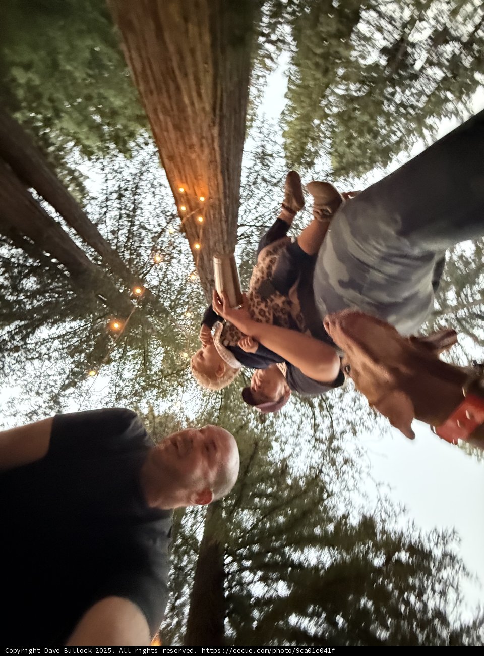 Evening Stroll Among the Redwoods