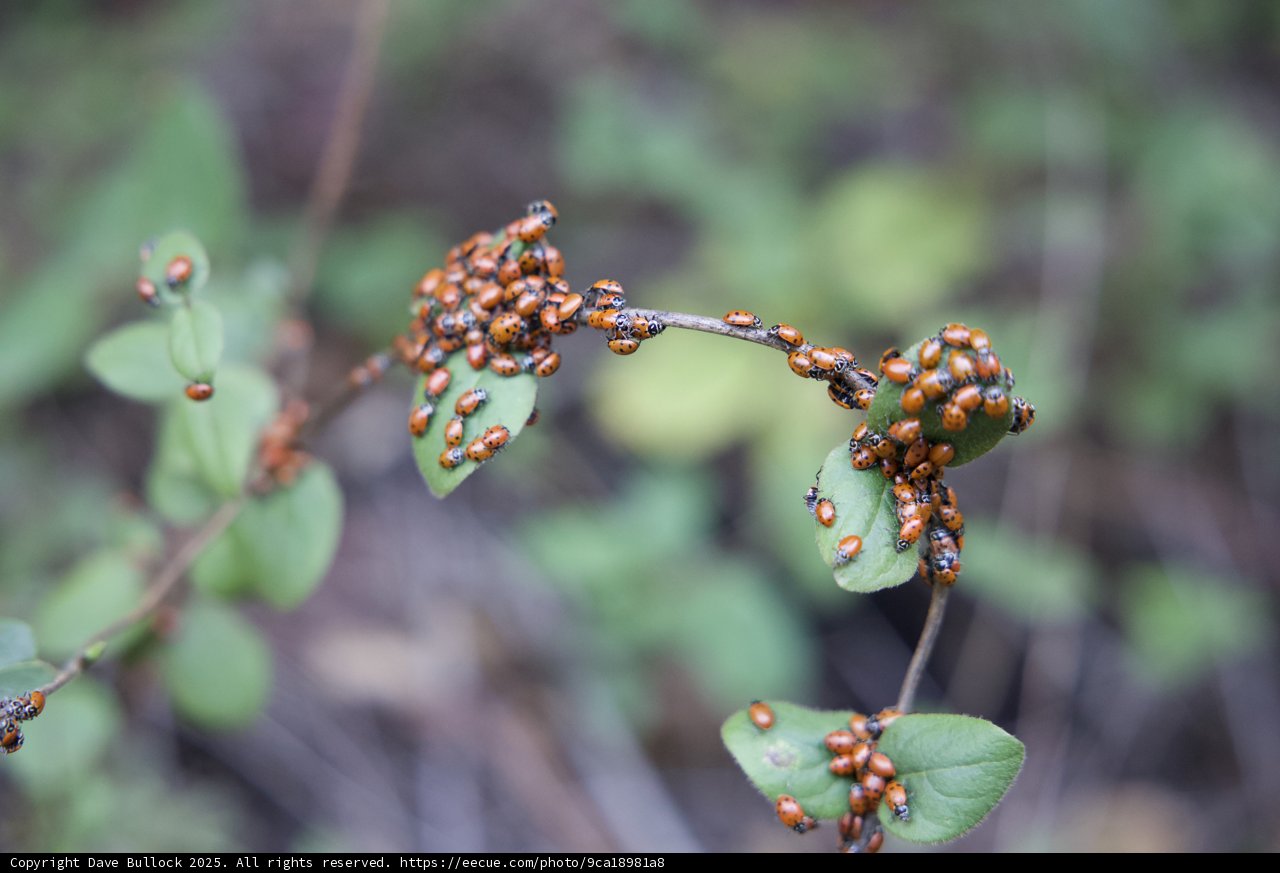Ladybug Gathering on the Huckleberry Trail